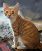 S.T.O.P. Cat Shelter and Spay/Neuter Clinic Logo